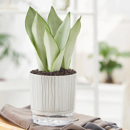 Evergreen Flow Zelfwatergevende Plantenbak