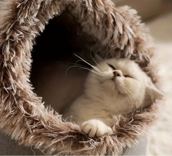 Warme Winter Kattenhut