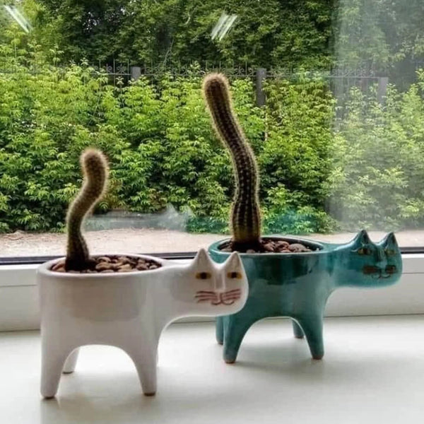 Kattenstaart Bloempot