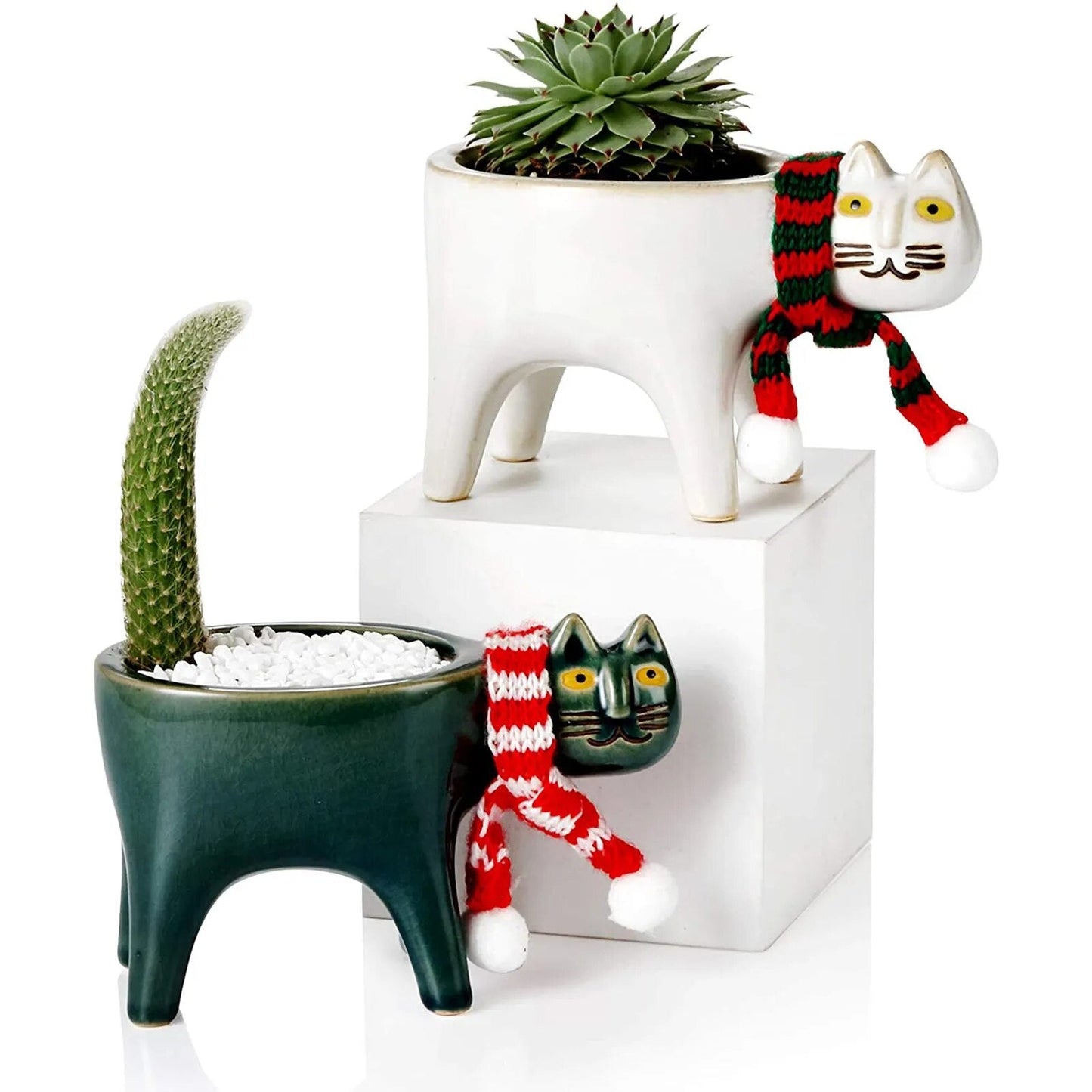 Kattenstaart Bloempot