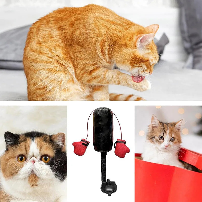 Katten Boks Speelgym
