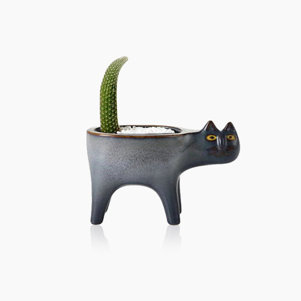 Kattenstaart Bloempot